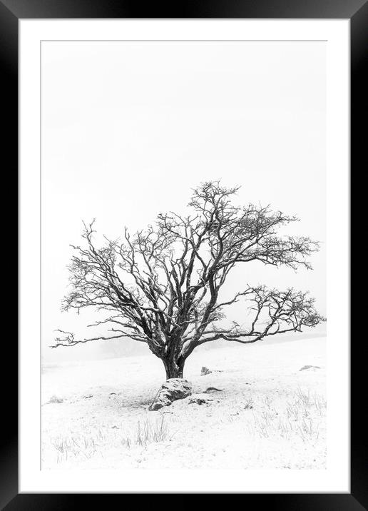 Lone tree in snowy landscape, Dartmoor Framed Mounted Print by Justin Foulkes