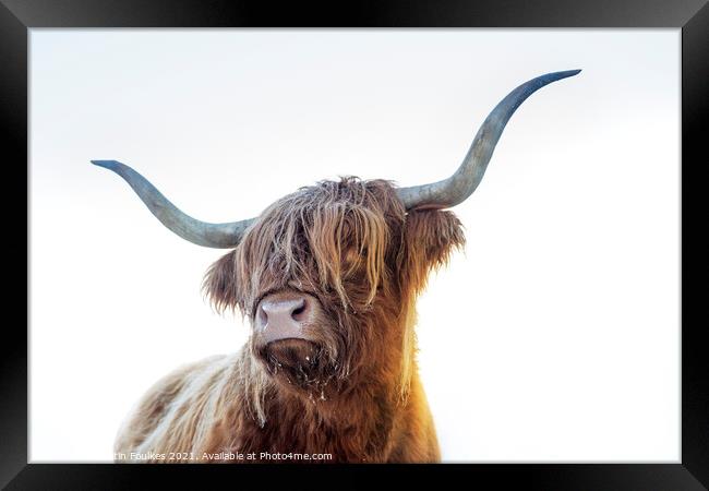 Highland cow, Scotland Framed Print by Justin Foulkes
