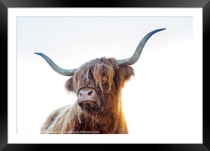 Highland cow, Scotland Framed Mounted Print by Justin Foulkes