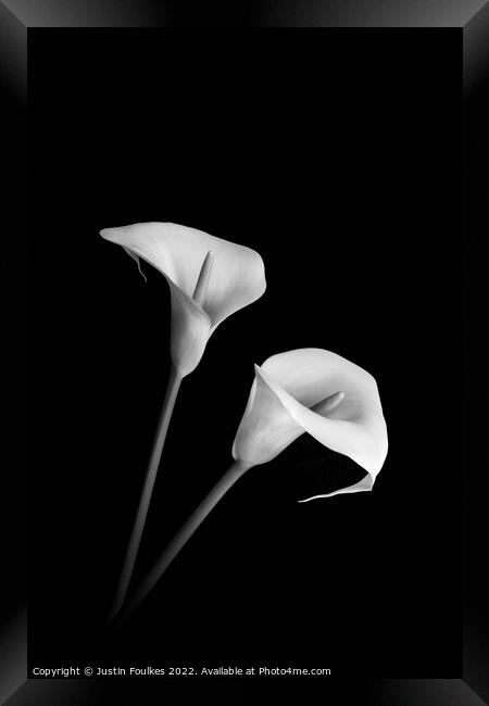 Arum Lilies Framed Print by Justin Foulkes