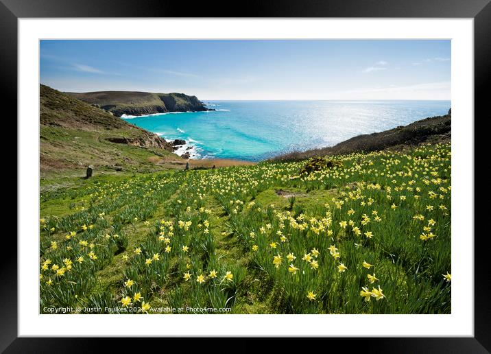 Daffodils at Nanjizal, Land's End, Cornwall Framed Mounted Print by Justin Foulkes
