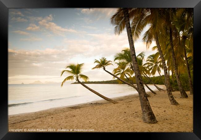 Palm trees, Martinique, Caribbean  Framed Print by Justin Foulkes