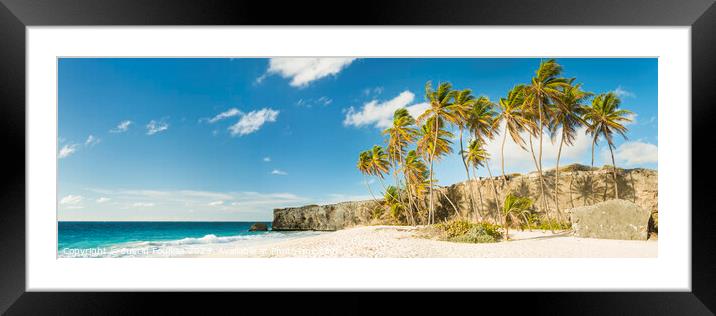 Palm trees at Bottom Bay, Barbados, Caribbean Framed Mounted Print by Justin Foulkes