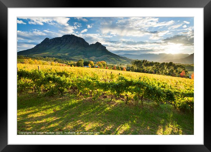 Vineyards, Stellenbosch, Cape Town, South Africa Framed Mounted Print by Justin Foulkes
