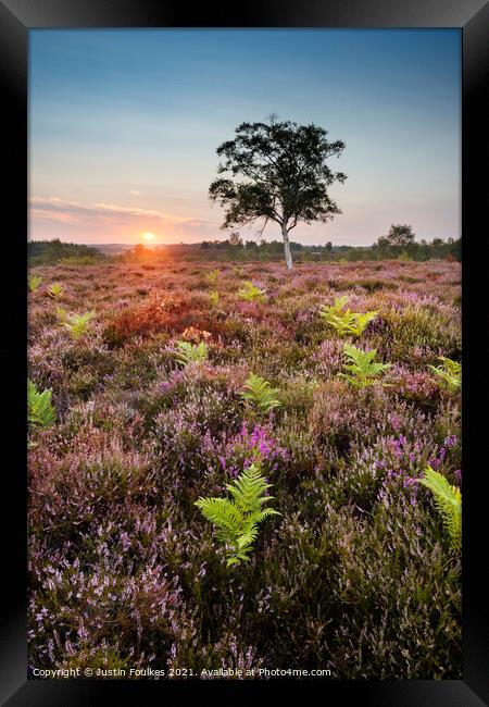 Heather and ferns, New Forest, Hampshire Framed Print by Justin Foulkes