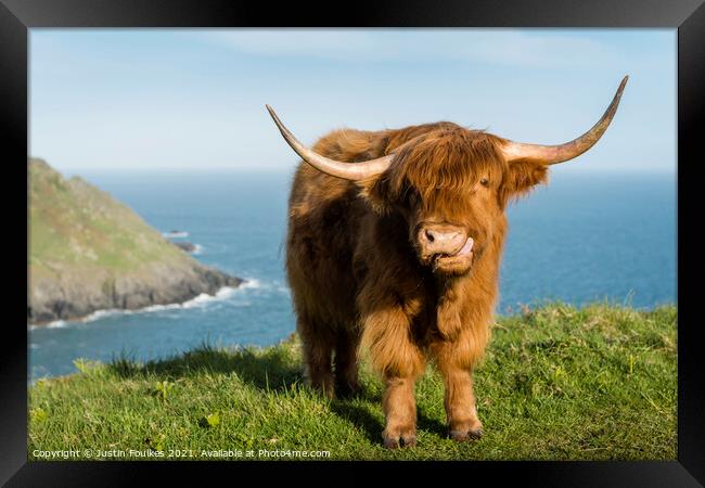 Highland Cow, Devon coast Framed Print by Justin Foulkes