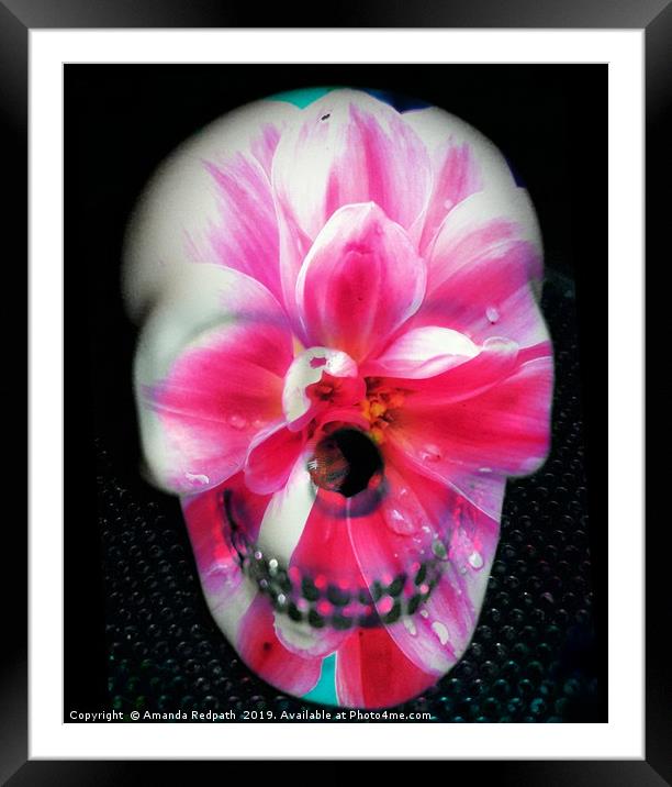  Pink Flora skull Framed Mounted Print by Amanda Redpath