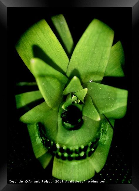 Variegated Yucca Leafy skull Framed Print by Amanda Redpath