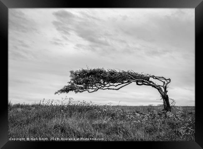 Weather Beaten Tree Framed Print by mark Smith