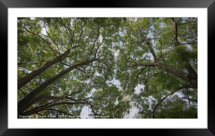 Looking Up - Nonsuch Park Framed Mounted Print by mark Smith
