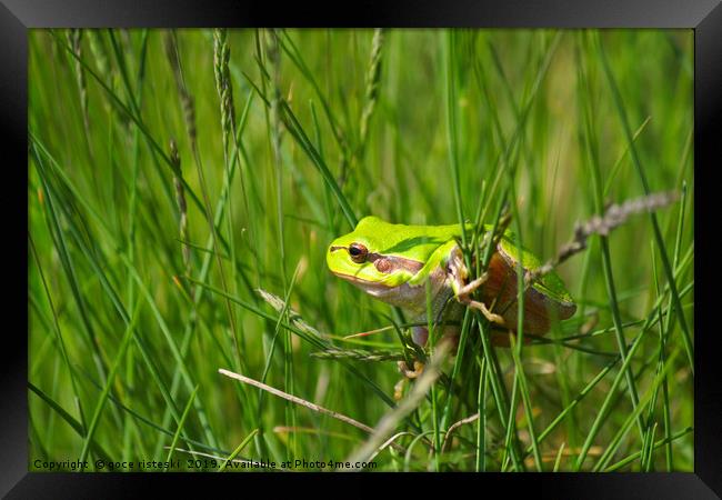 green tree frog climb on grass Framed Print by goce risteski
