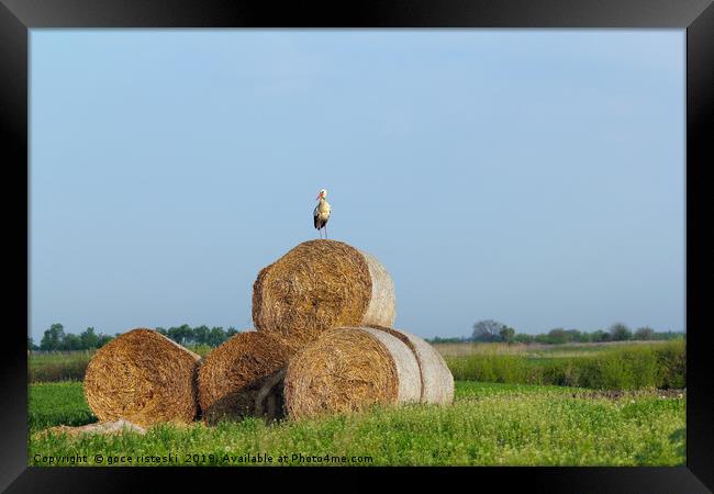 field with white stork and straw bale Framed Print by goce risteski