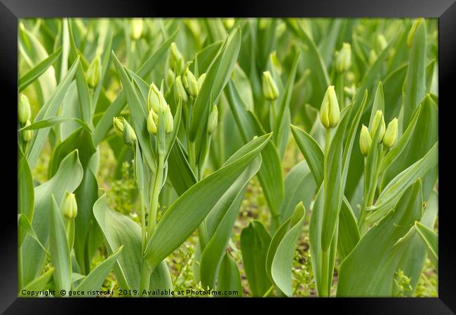 closed tulip flowers Framed Print by goce risteski