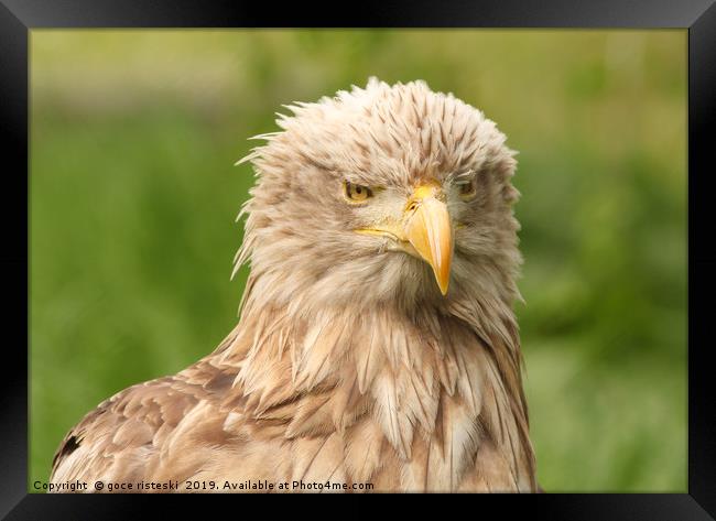 European white tailed eagle Framed Print by goce risteski