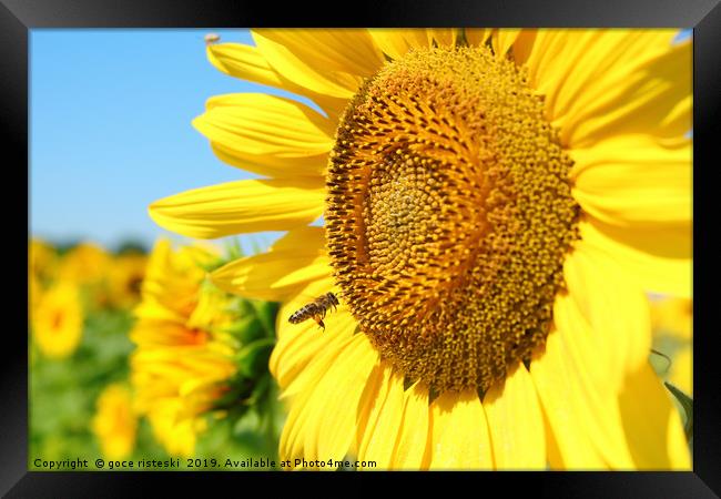 summer scene with bee and sunflower Framed Print by goce risteski