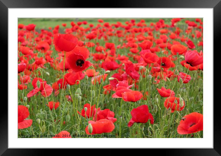red poppy flowers Framed Mounted Print by goce risteski