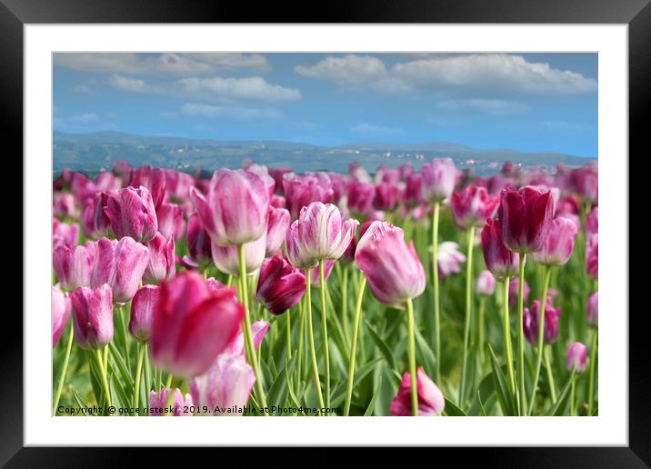 spring tulip flower Framed Mounted Print by goce risteski