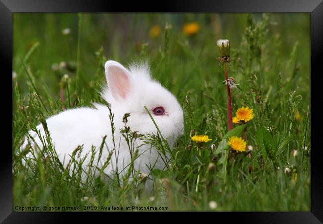 cute white dwarf bunny Framed Print by goce risteski