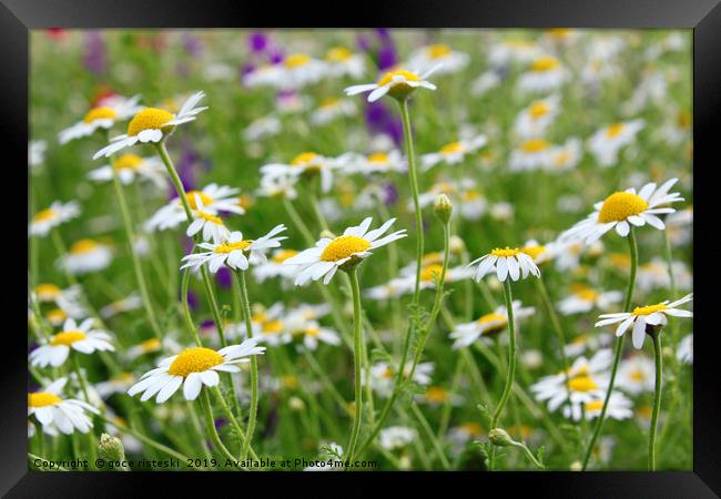 chamomile field Framed Print by goce risteski