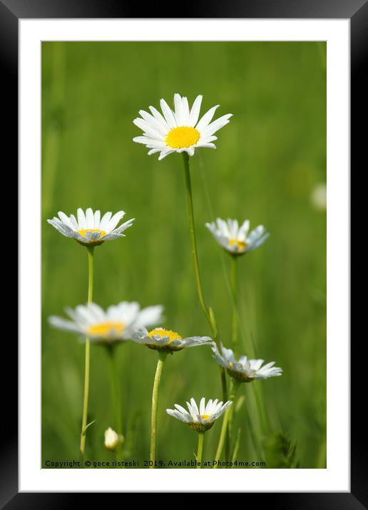 white flowers with dew on leaf Framed Mounted Print by goce risteski