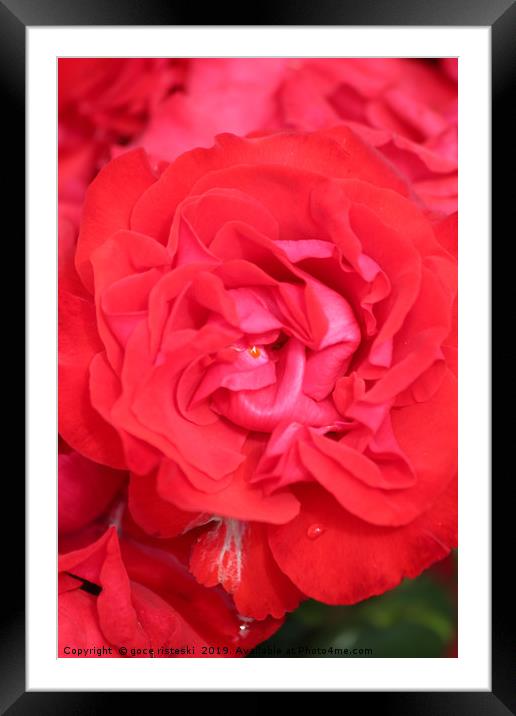 red rose flower close up Framed Mounted Print by goce risteski