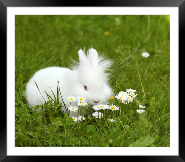 white dwarf bunny pet Framed Mounted Print by goce risteski