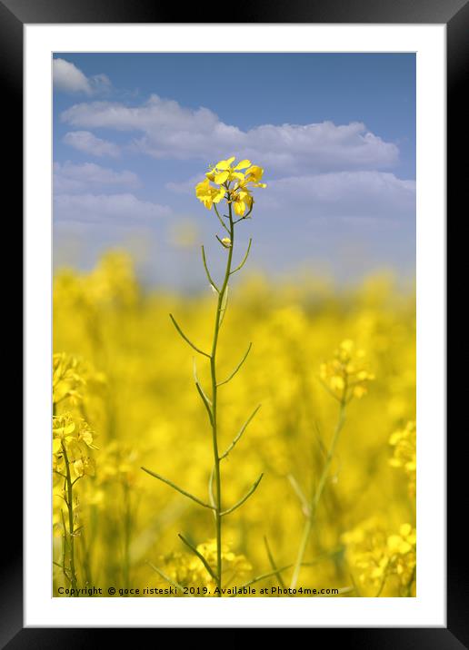 yellow flowers and blue sky summer scene Framed Mounted Print by goce risteski