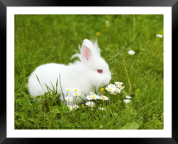 white bunny Framed Mounted Print by goce risteski