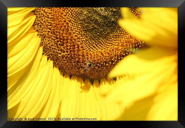 sunflower and bee summer scene Framed Print by goce risteski
