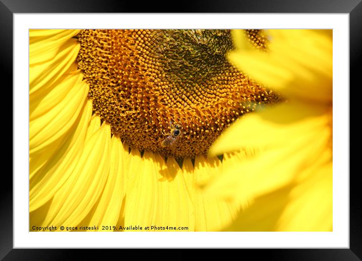 sunflower and bee summer scene Framed Mounted Print by goce risteski