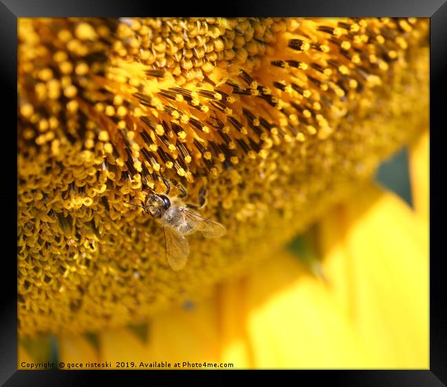 bee on sunflower macro shot Framed Print by goce risteski
