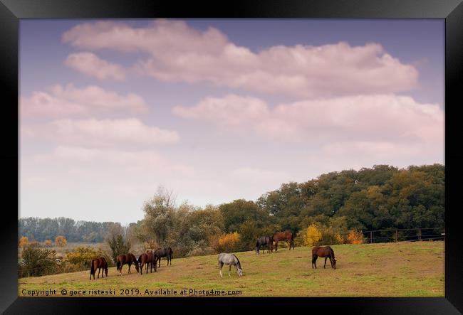 horses in pasture autumn scene Framed Print by goce risteski