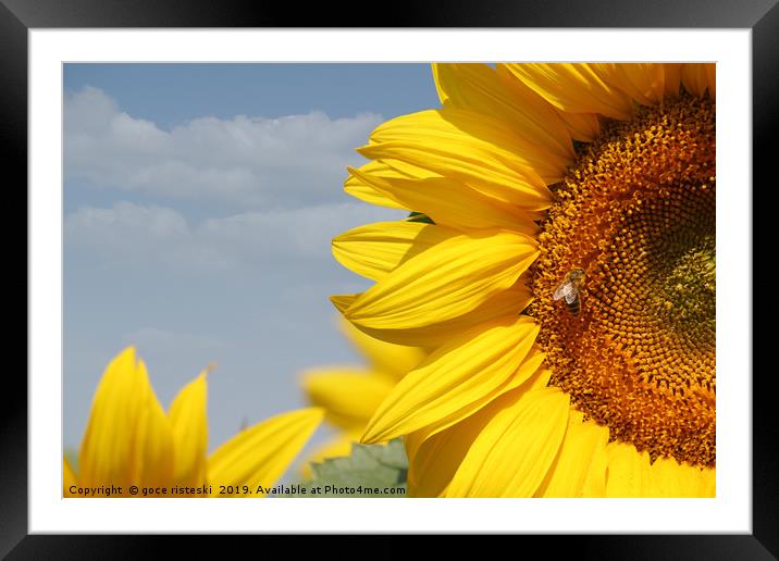 summer scene sunflowers and bee Framed Mounted Print by goce risteski