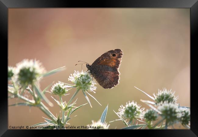 butterfly morning nature scene Framed Print by goce risteski