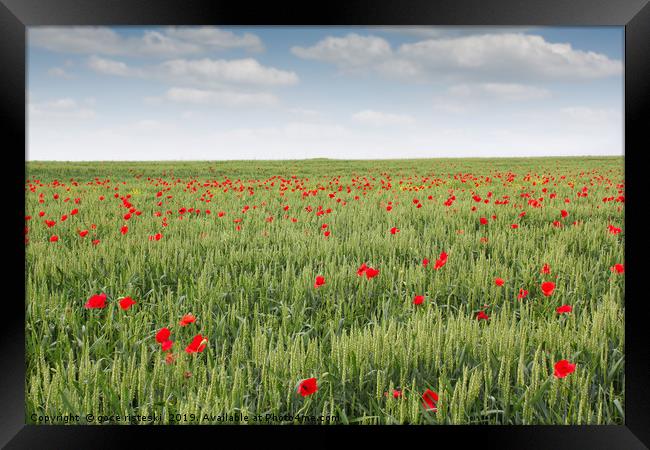 field with green wheat and poppy flower Framed Print by goce risteski
