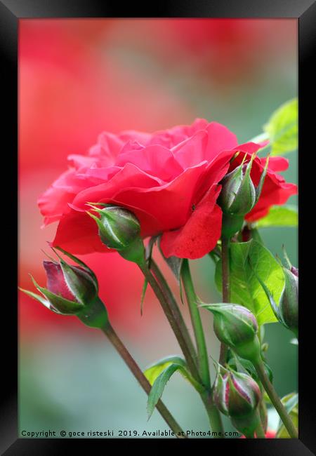 red rose flower Framed Print by goce risteski