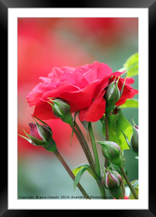 red rose flower Framed Mounted Print by goce risteski