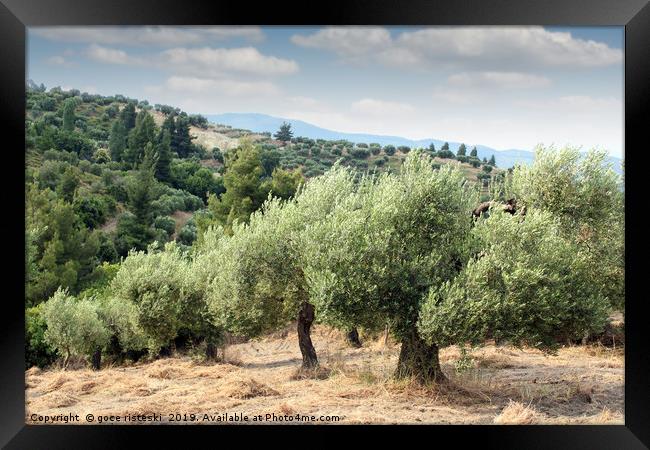 olive trees hill Framed Print by goce risteski