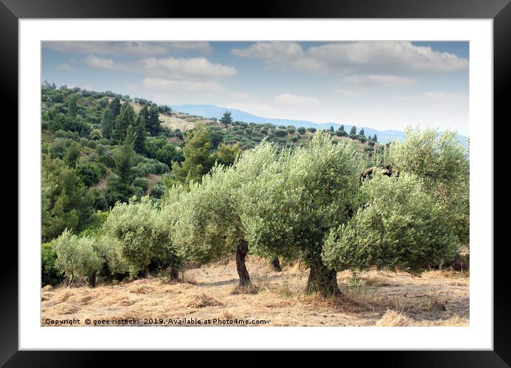 olive trees hill Framed Mounted Print by goce risteski