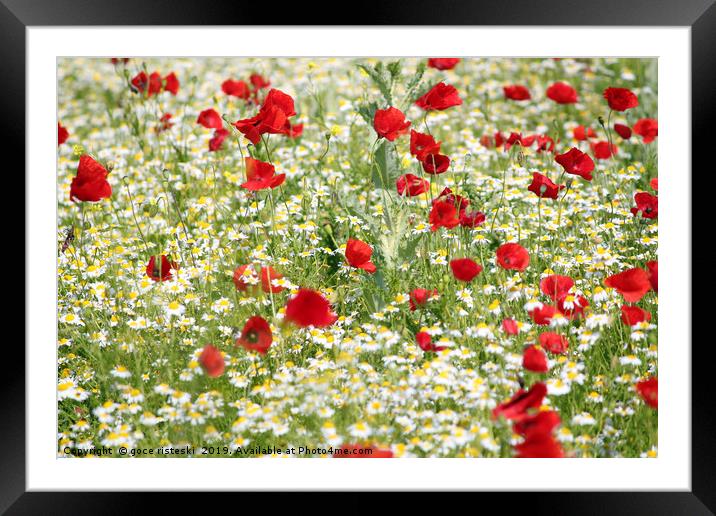 spring meadow with poppy and chamomile flowers Framed Mounted Print by goce risteski