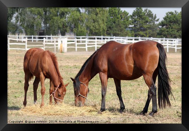 horse and foal eat hay ranch scene Framed Print by goce risteski