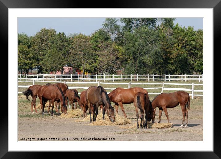 herd of horses eat hay in corral Framed Mounted Print by goce risteski