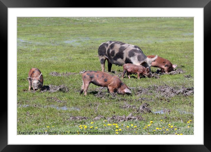 pigs in a mud farm scene Framed Mounted Print by goce risteski