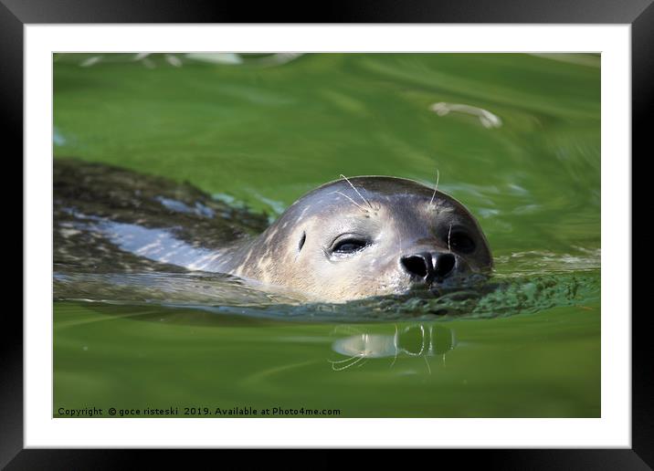 seal swimming nature wildlife scene Framed Mounted Print by goce risteski