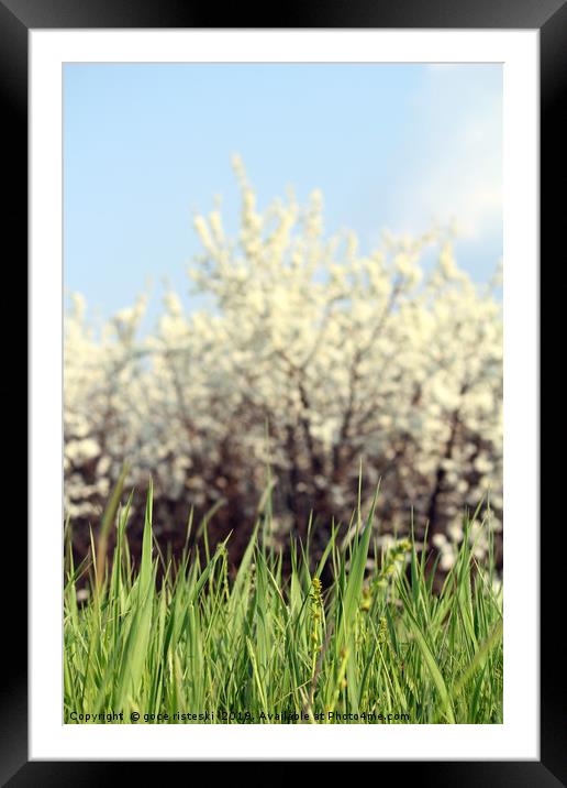 green grass white flowers and blue sky Framed Mounted Print by goce risteski