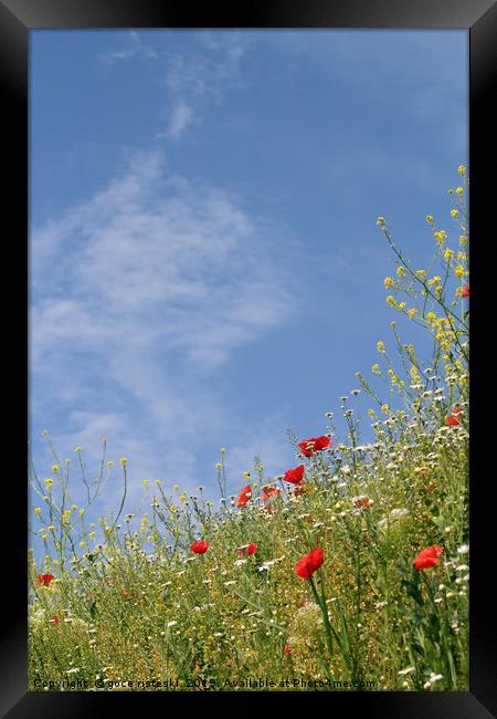 wild flowers and blue sky meadow Framed Print by goce risteski
