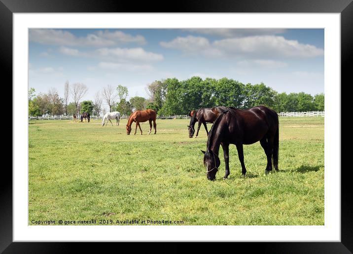 herd of horses grazing ranch scene Framed Mounted Print by goce risteski