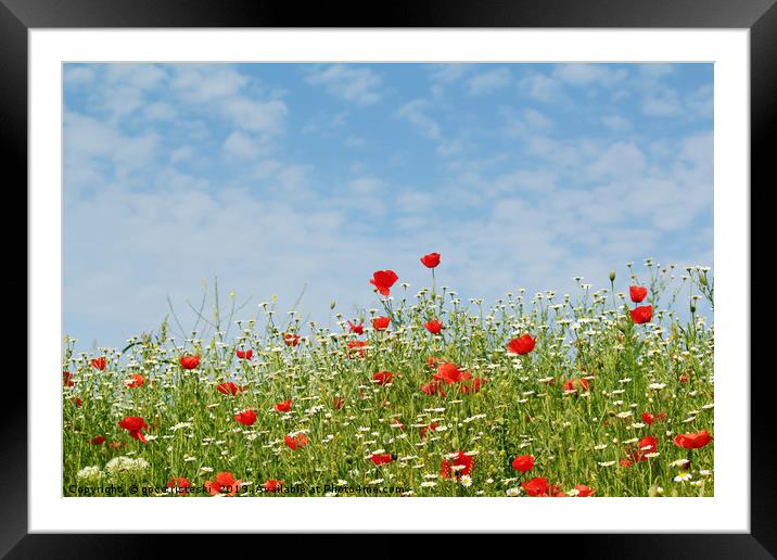 wild flowers meadow and blue sky Framed Mounted Print by goce risteski