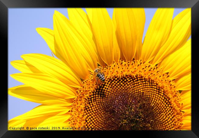 bee on sunflower close up Framed Print by goce risteski