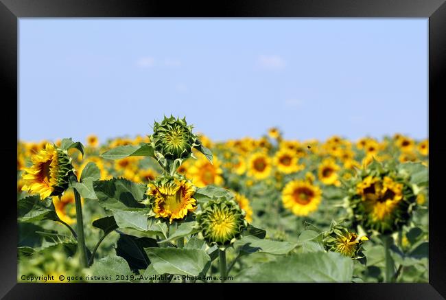 sunflower field summer season landscape Framed Print by goce risteski
